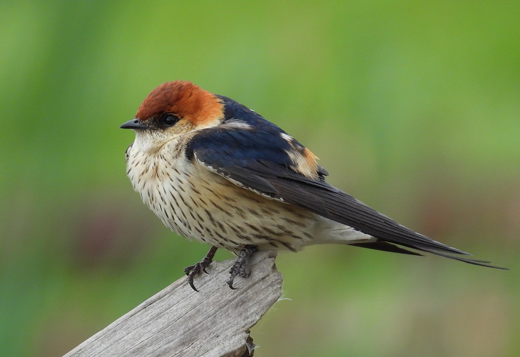 Greater Striped Swallow - Juan Oñate García