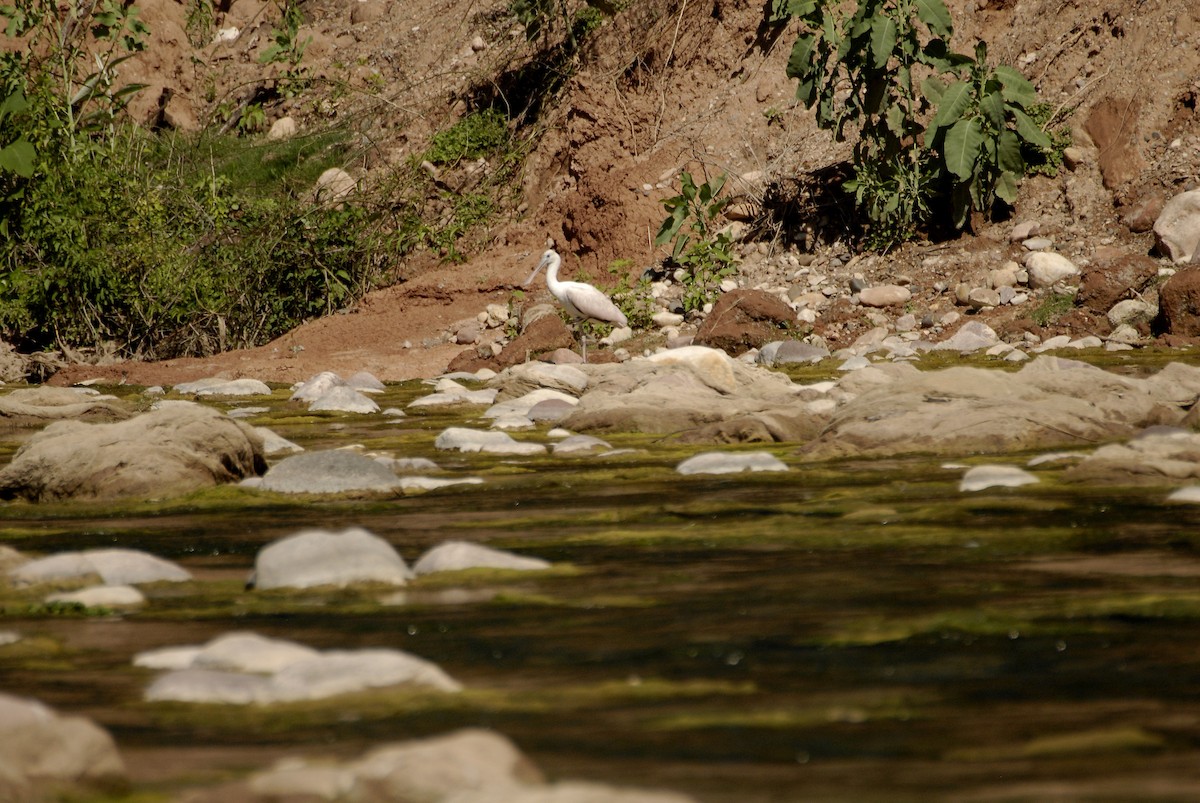 Roseate Spoonbill - ML612637765