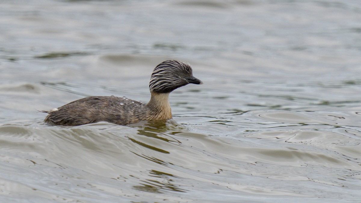 Hoary-headed Grebe - Christopher Tuffley