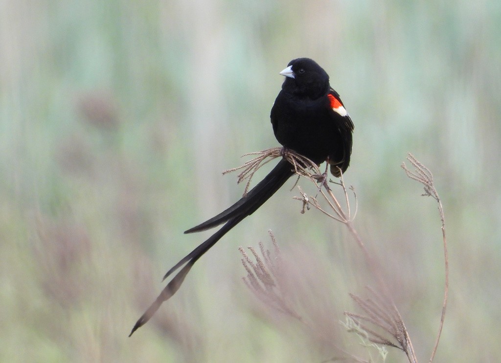 Long-tailed Widowbird - Juan Oñate García
