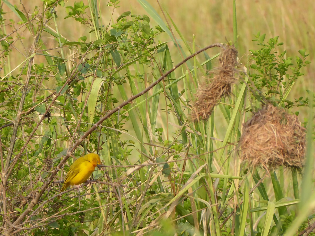 Holub's Golden-Weaver - ML612637841