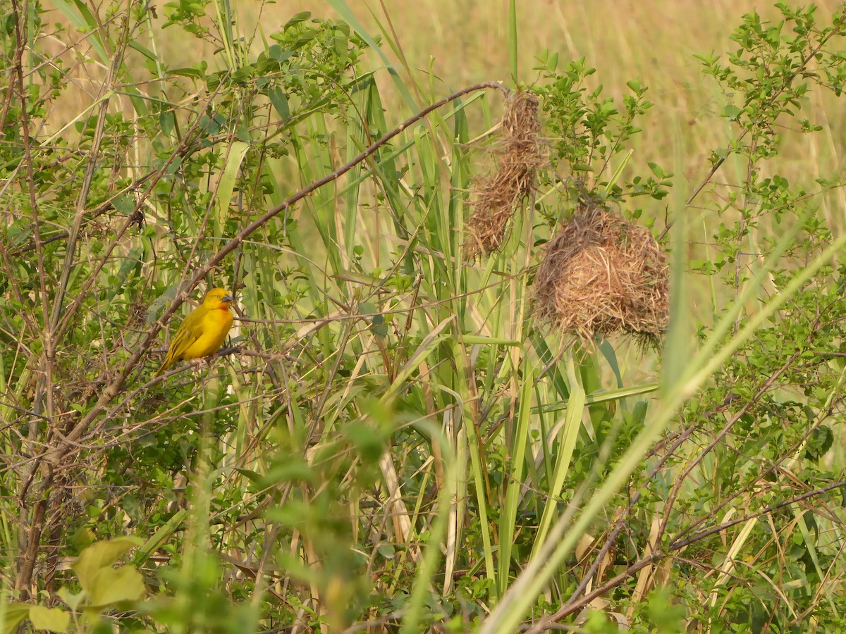 Holub's Golden-Weaver - ML612637842