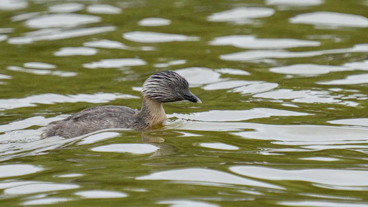 Hoary-headed Grebe - Christopher Tuffley