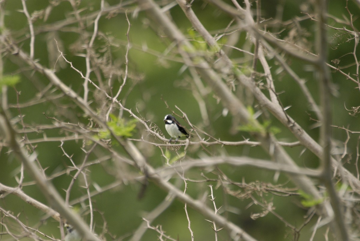 Lined Seedeater - ML612637989