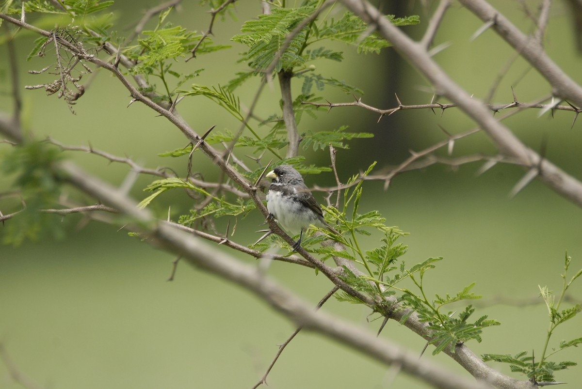 Double-collared Seedeater - ML612637993