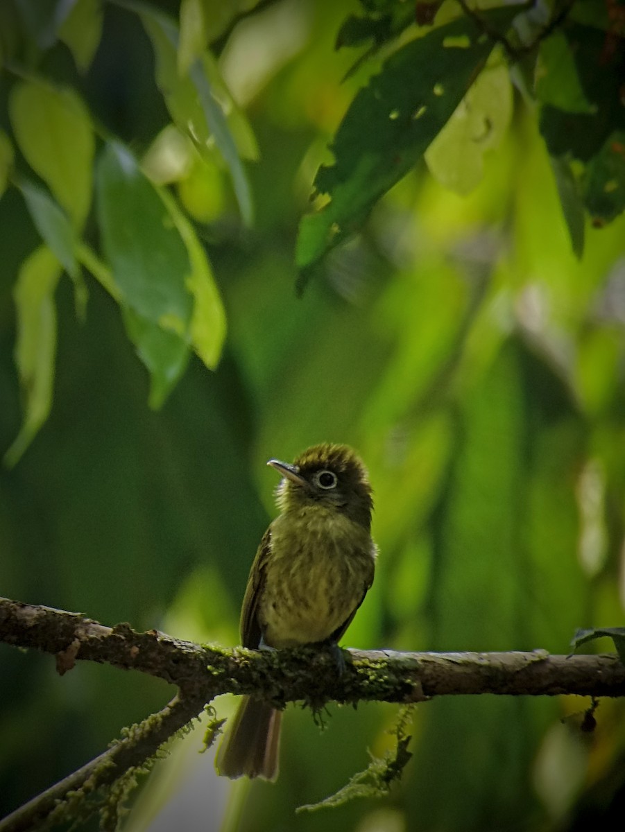 Eye-ringed Flatbill - ML612638023