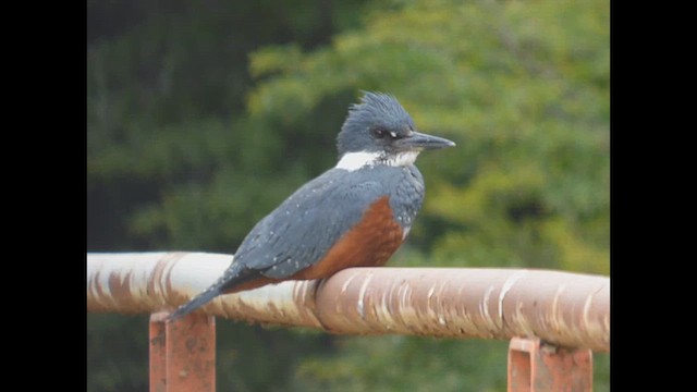 Martin-pêcheur à ventre roux - ML612638033