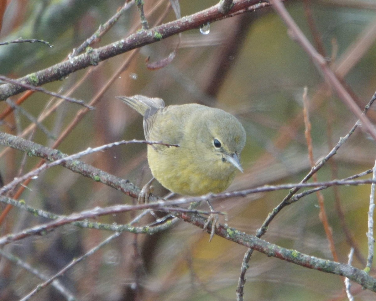 Orange-crowned Warbler - ML612638042