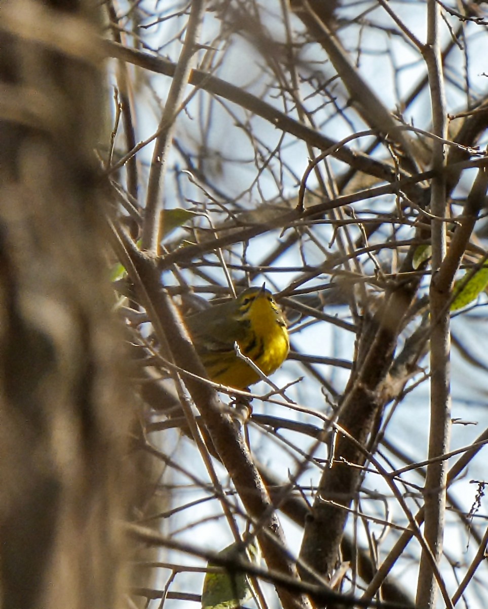 Prairie Warbler - ML612638049