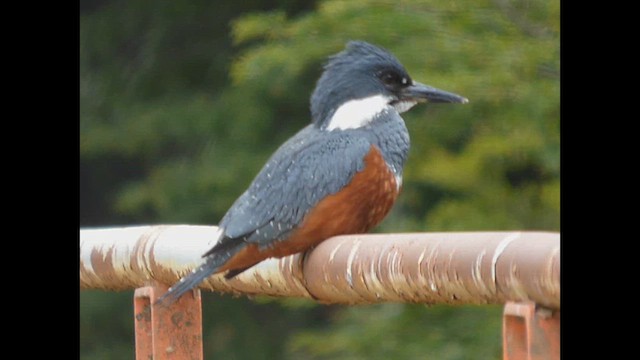 Martin-pêcheur à ventre roux - ML612638055