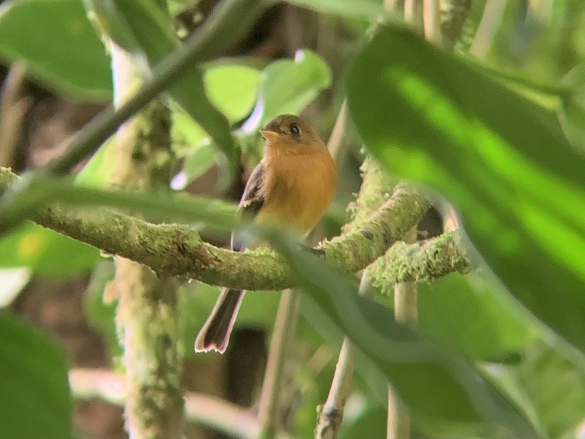 Tufted Flycatcher (Costa Rican) - ML612638083