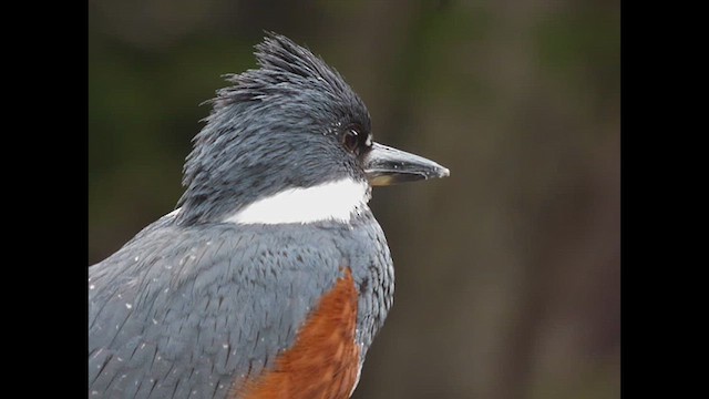 Martin-pêcheur à ventre roux - ML612638148