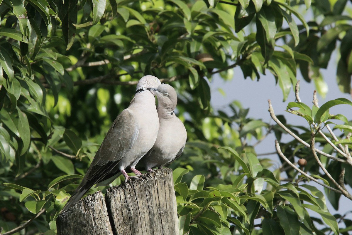 Eurasian Collared-Dove - ML612638149