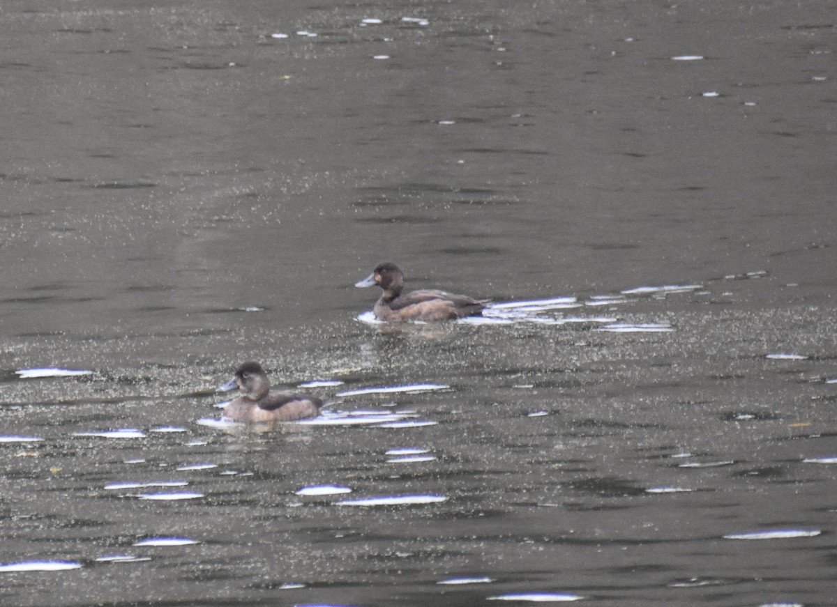 Greater Scaup - ML612638256