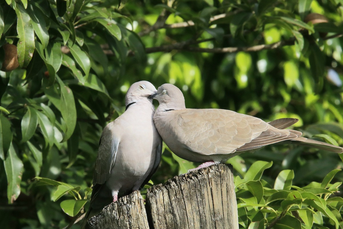 Eurasian Collared-Dove - ML612638258