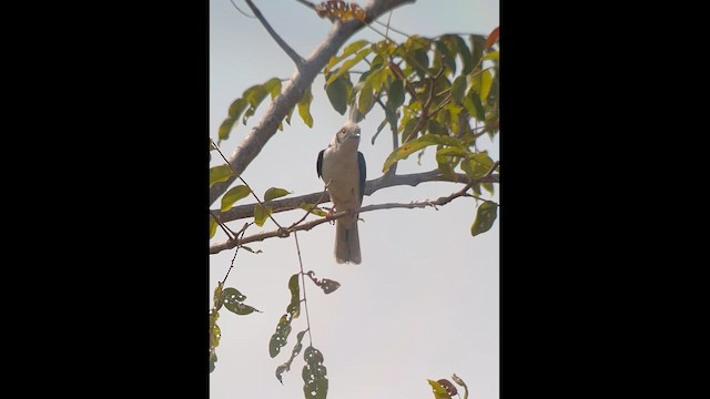 White-crested Helmetshrike (Long-crested) - ML612638279
