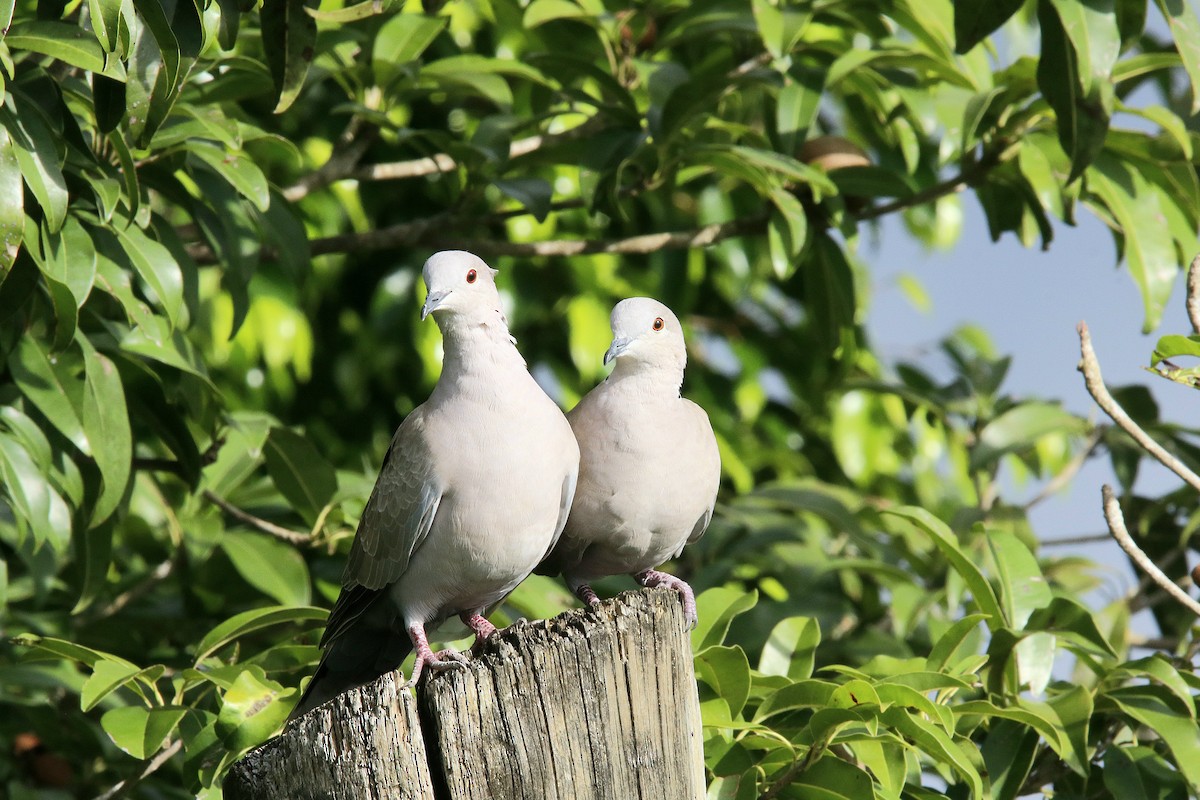 Eurasian Collared-Dove - ML612638293