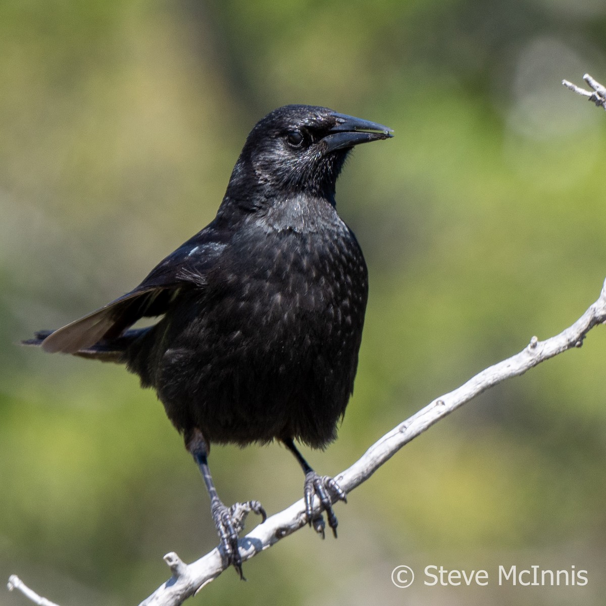 Austral Blackbird - ML612638300