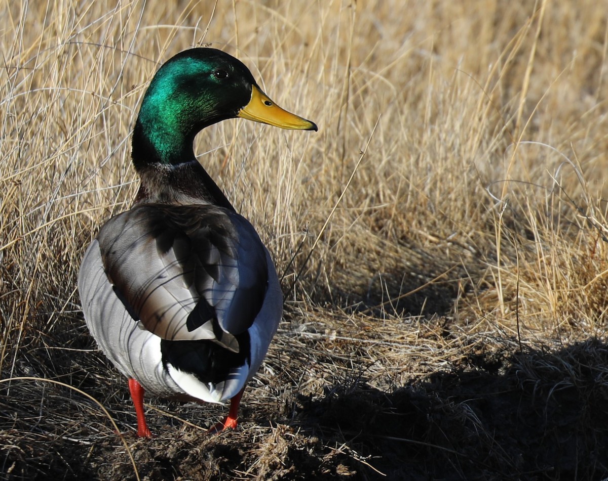 Mallard - ML612638314