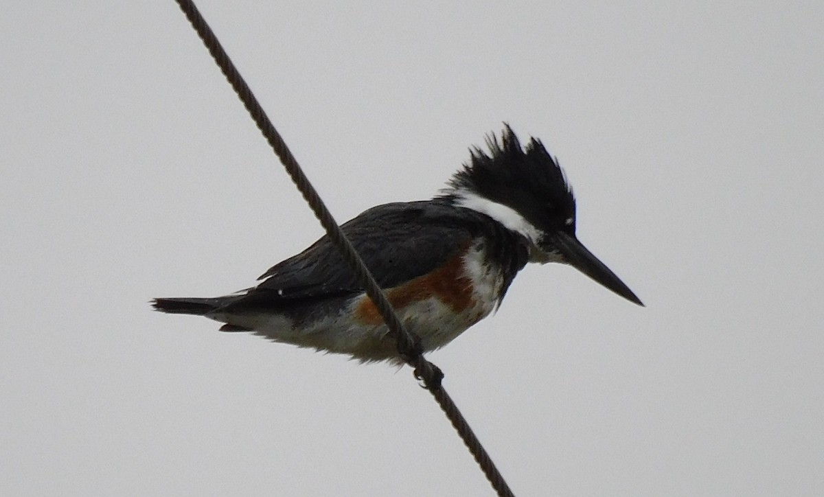 Belted Kingfisher - ML612638334