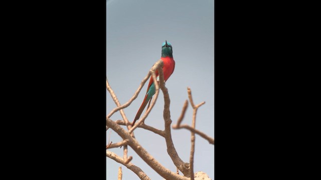 Northern Carmine Bee-eater - ML612638349