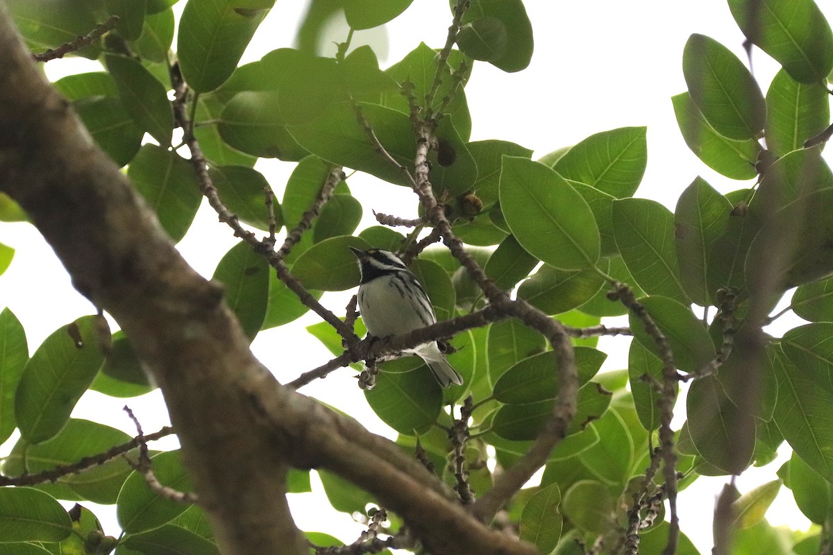 Black-throated Gray Warbler - Omar Paez