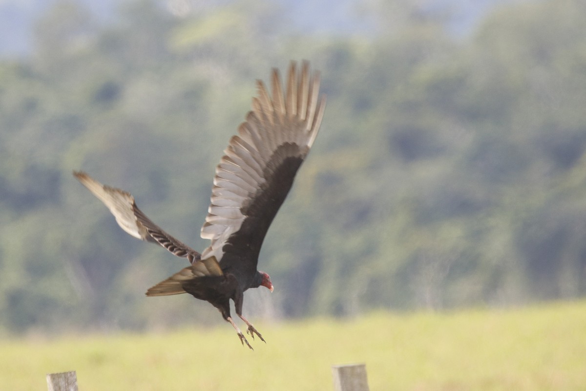 Turkey Vulture - ML612638447