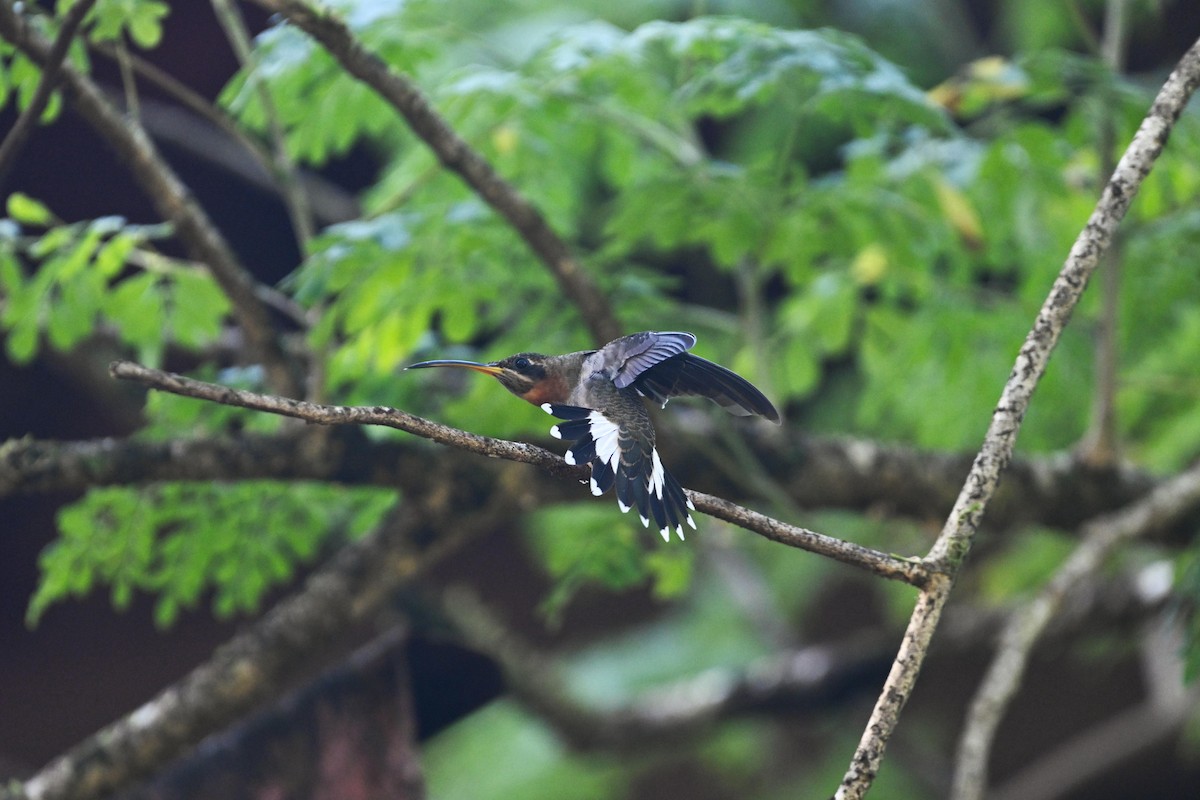 Band-tailed Barbthroat - D T