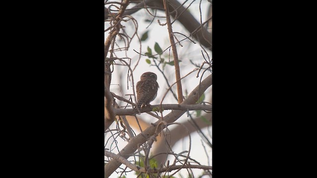 Pearl-spotted Owlet - ML612638534
