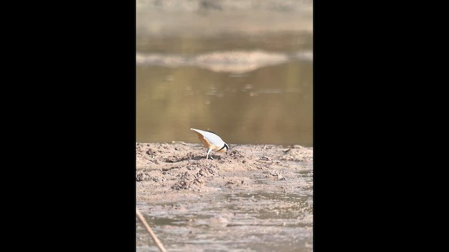 Egyptian Plover - ML612638660