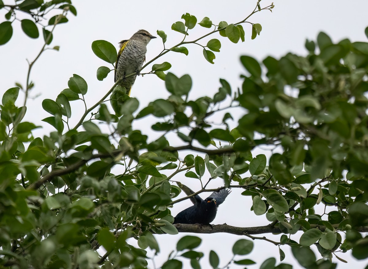 Black Cuckooshrike - Simon Mitchell