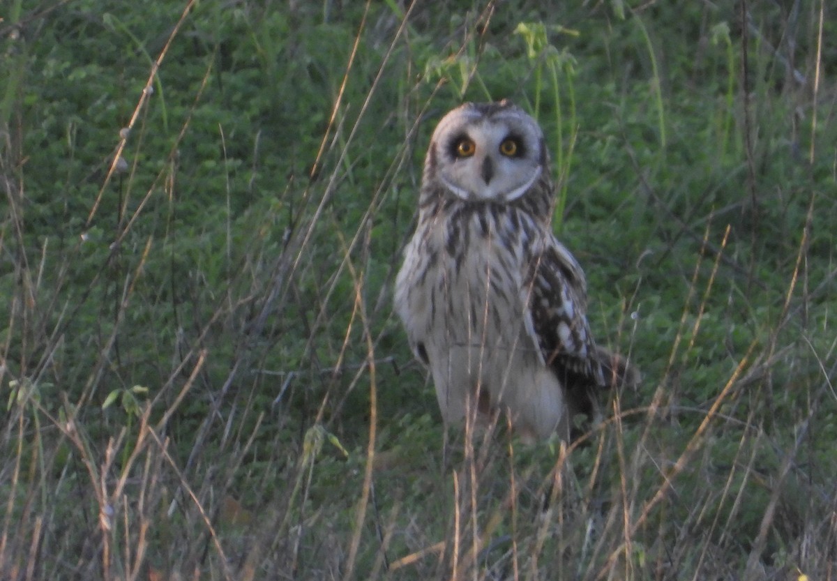 Short-eared Owl - ML612638670