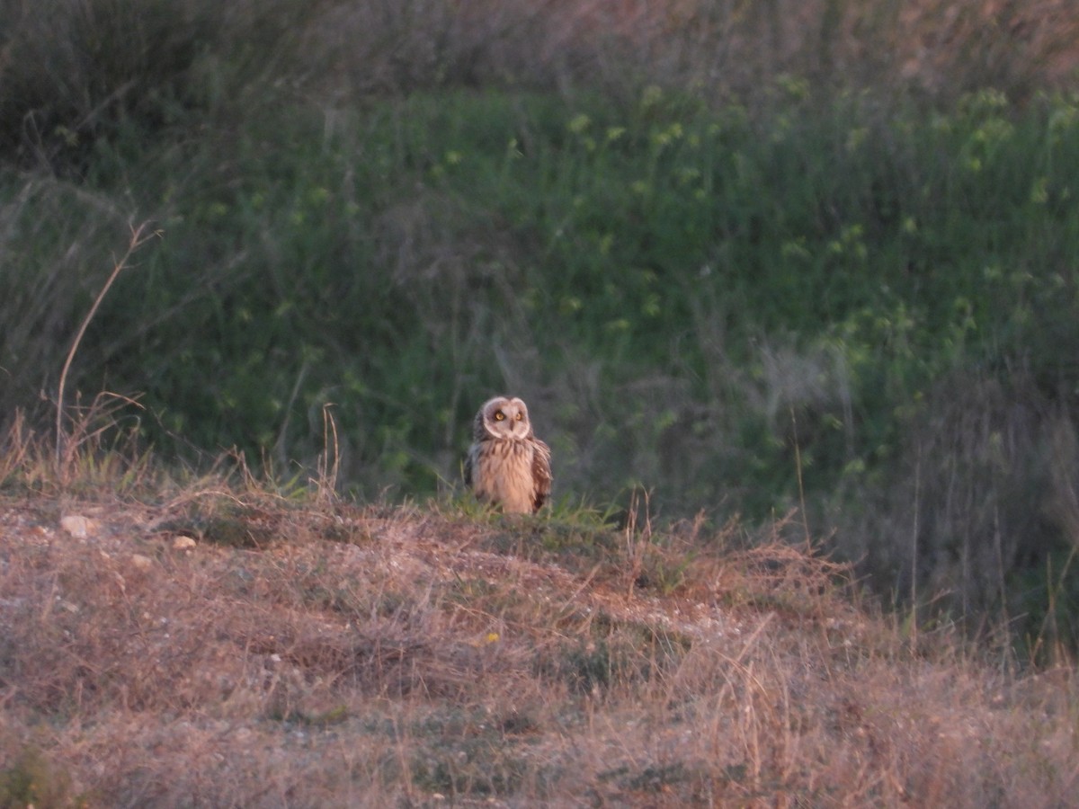 Short-eared Owl - ML612638672