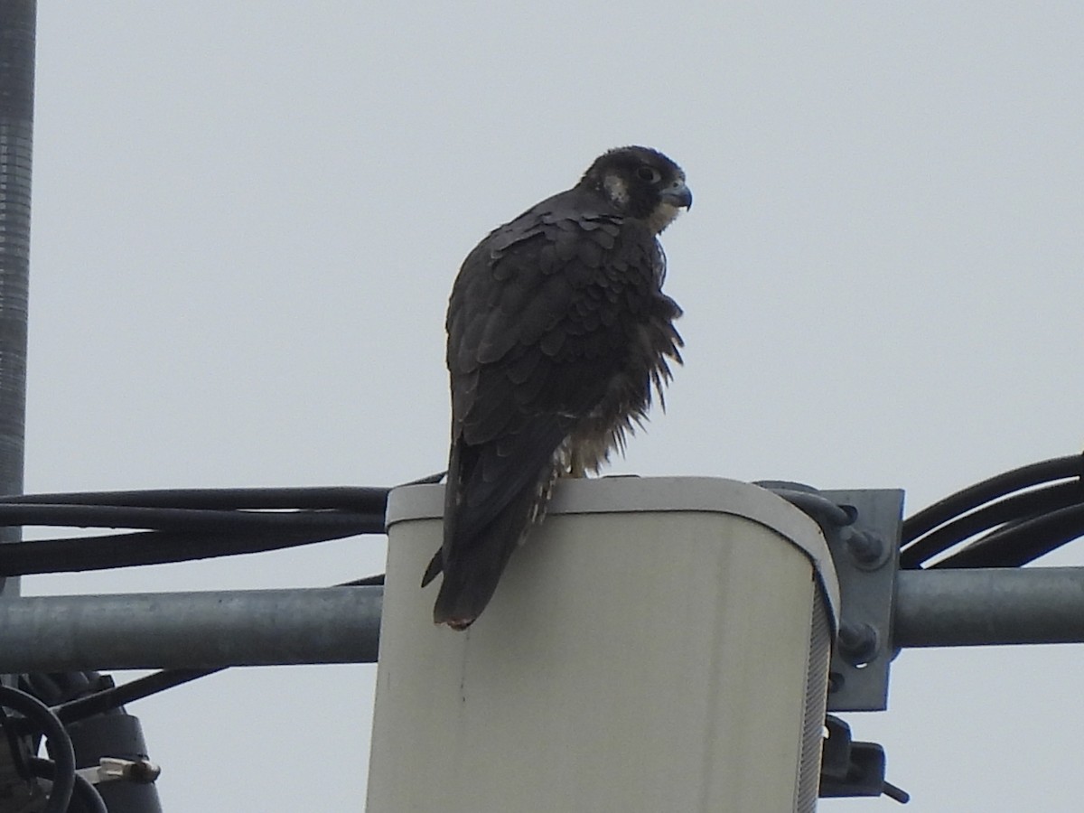 Peregrine Falcon - Christopher Braut