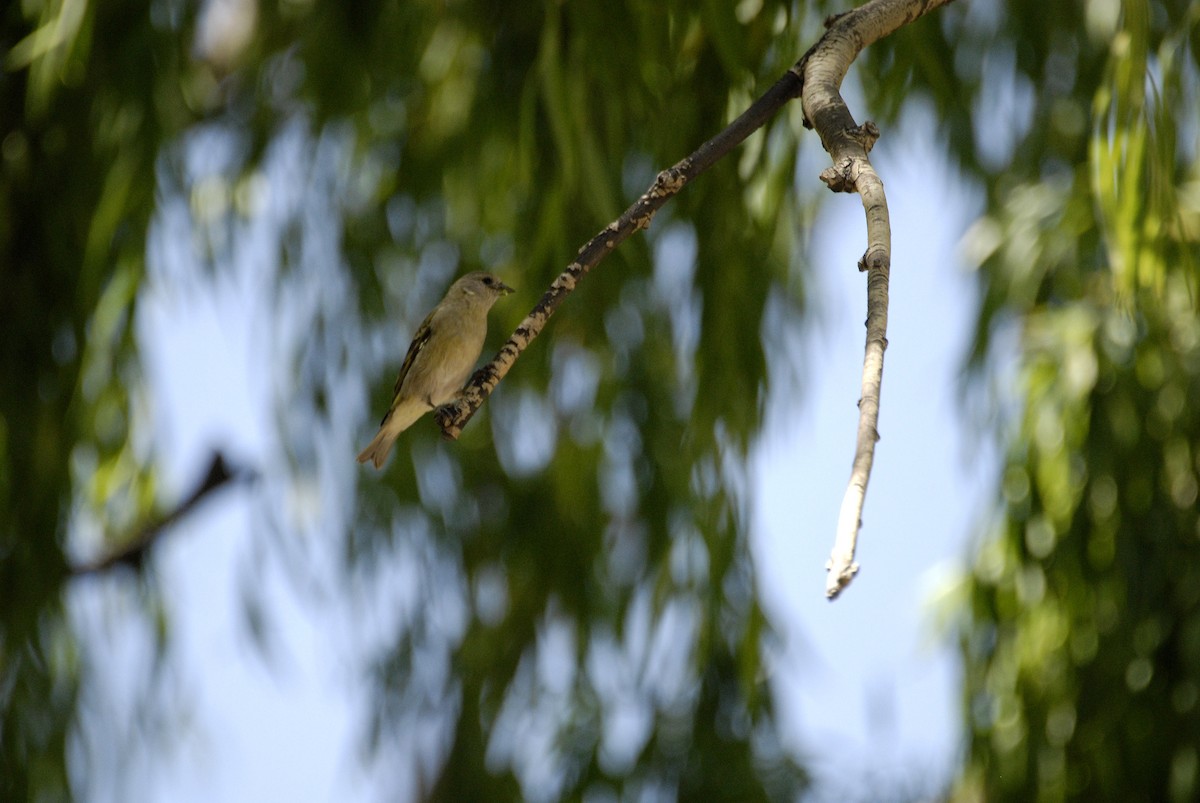 Hooded Siskin - ML612638862