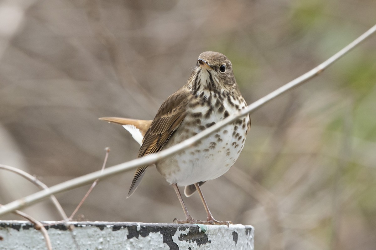 Hermit Thrush - ML612638891