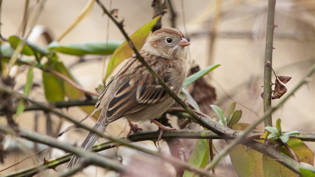 Field Sparrow - ML612638902
