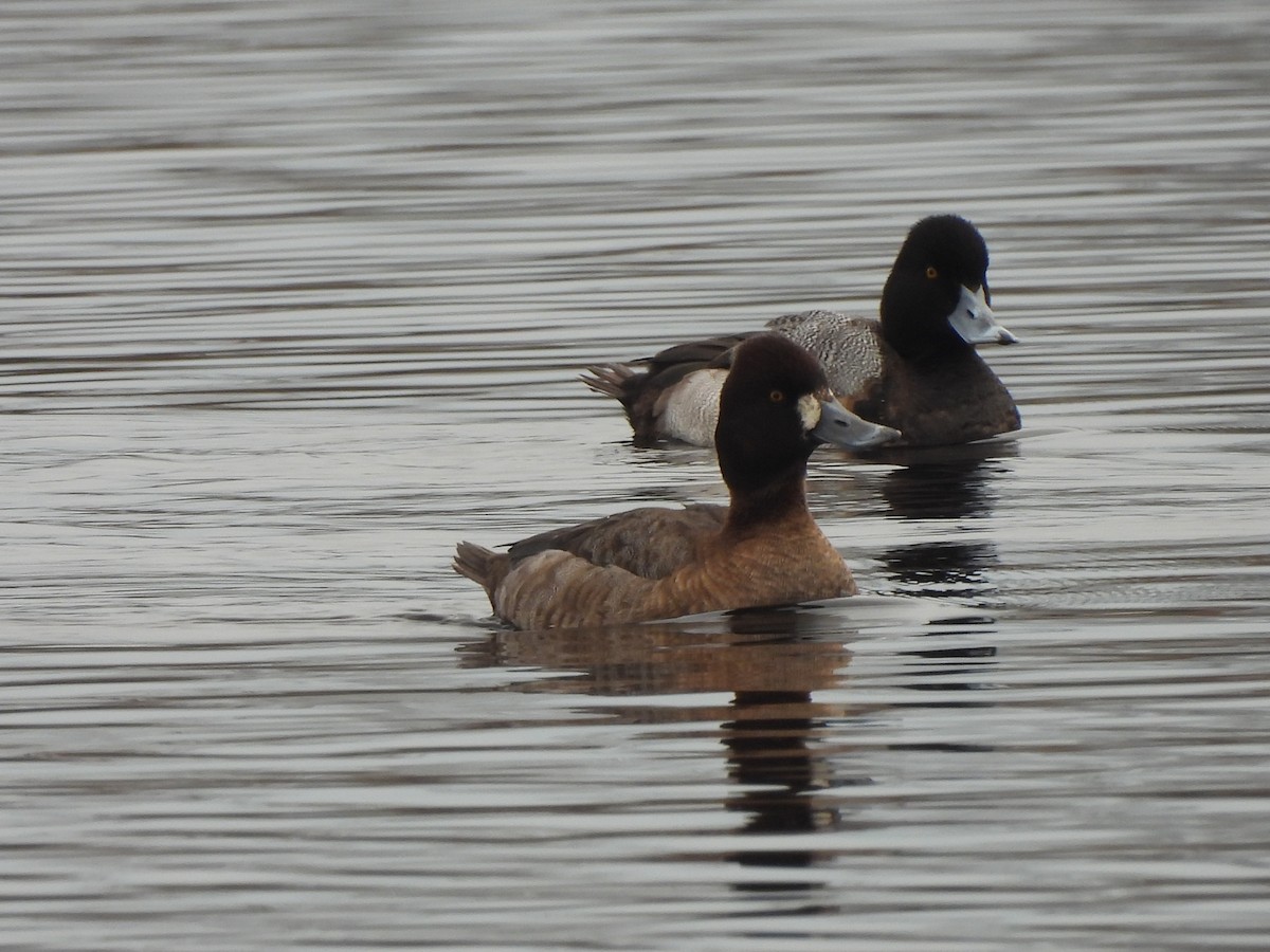 Lesser Scaup - ML612638910