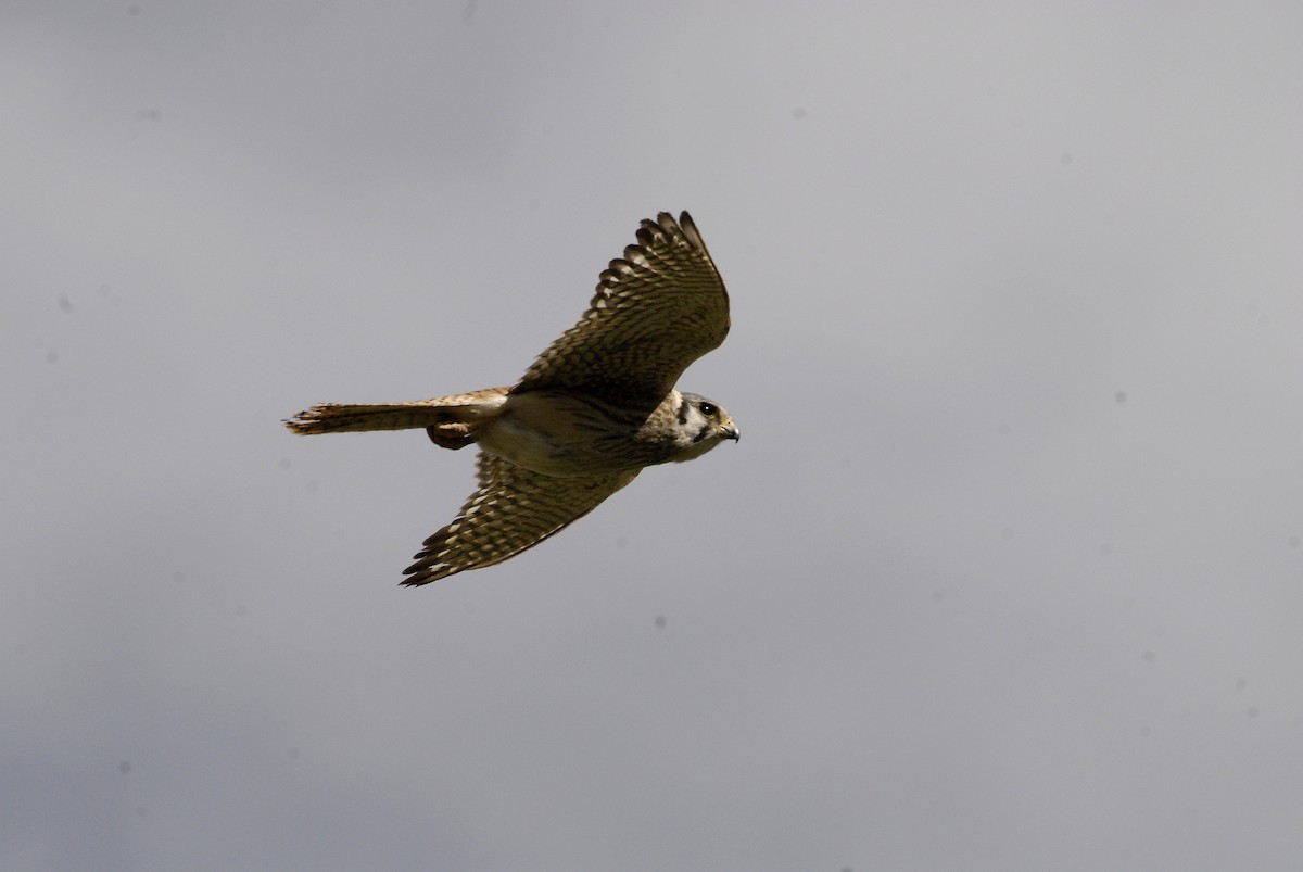 American Kestrel - ML612638917