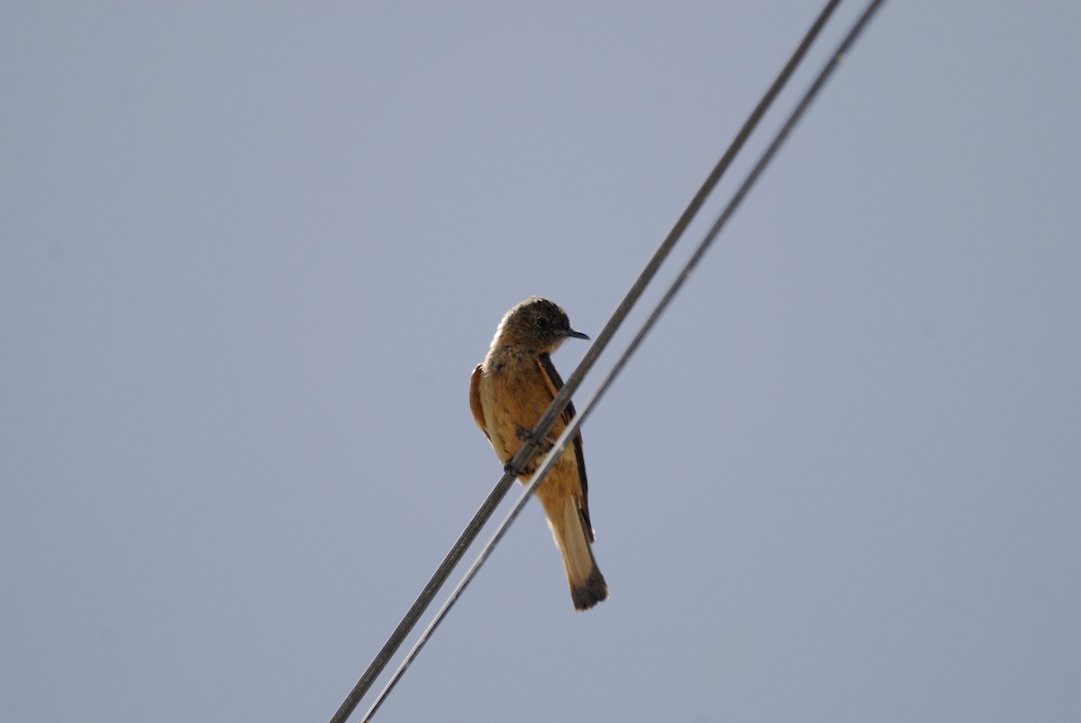 Cliff Flycatcher - ML612638959