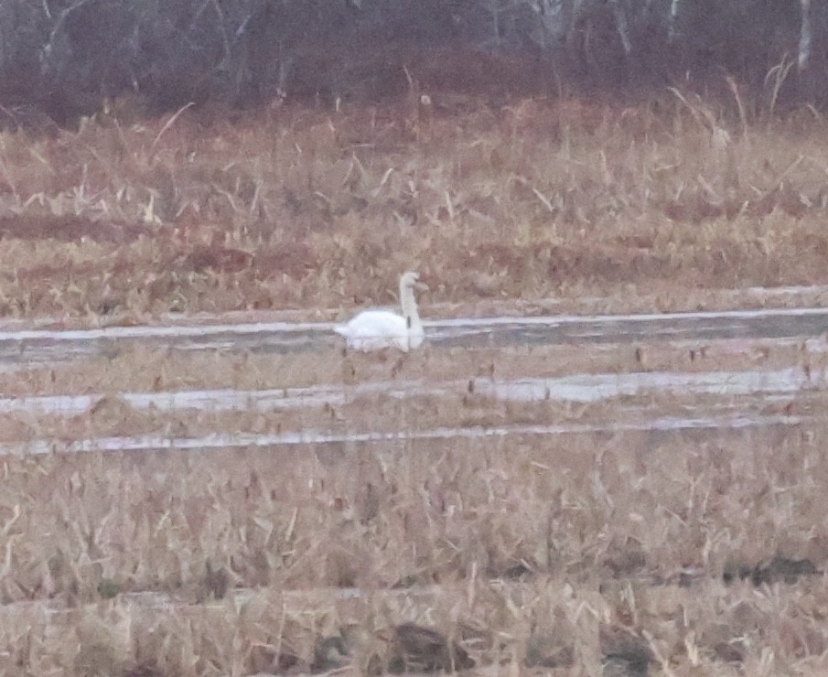 Mute Swan - ML612639022