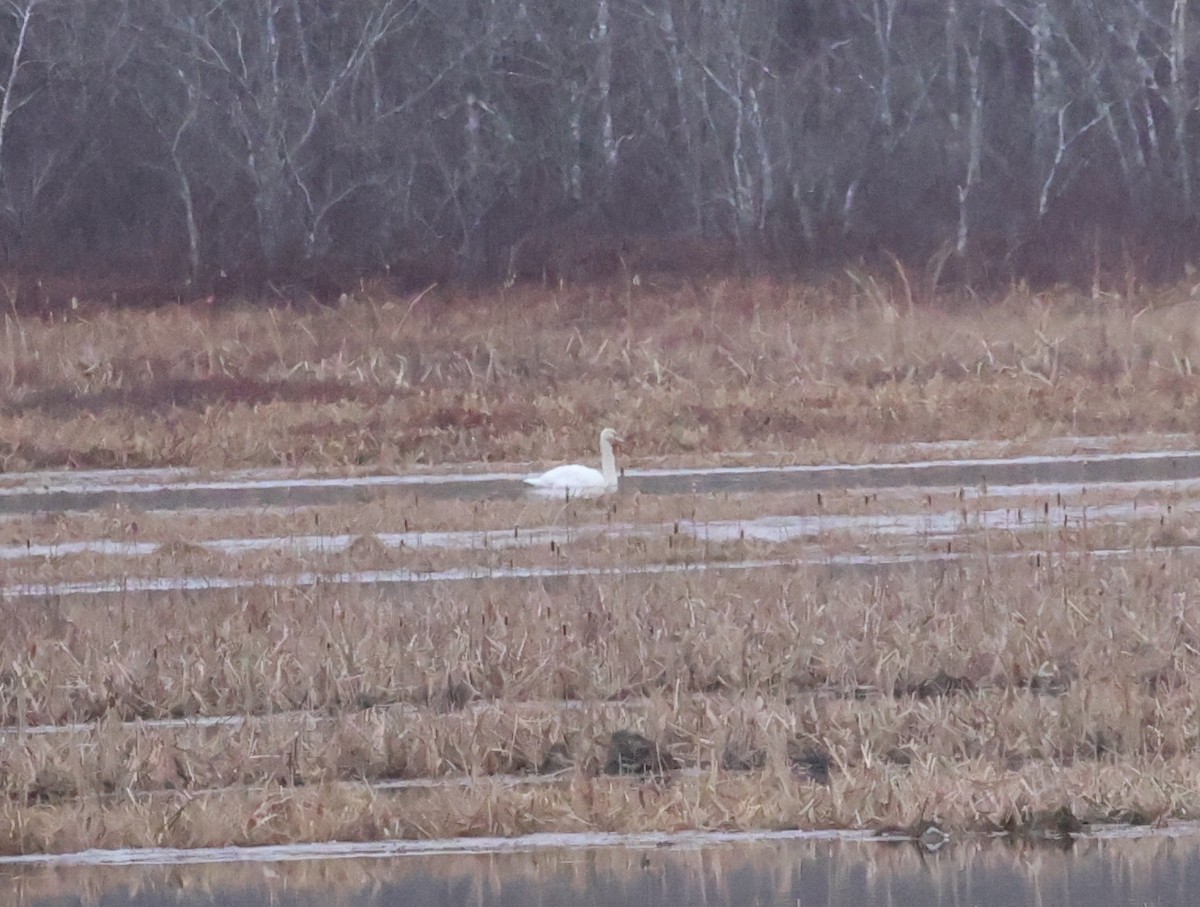 Mute Swan - ML612639023