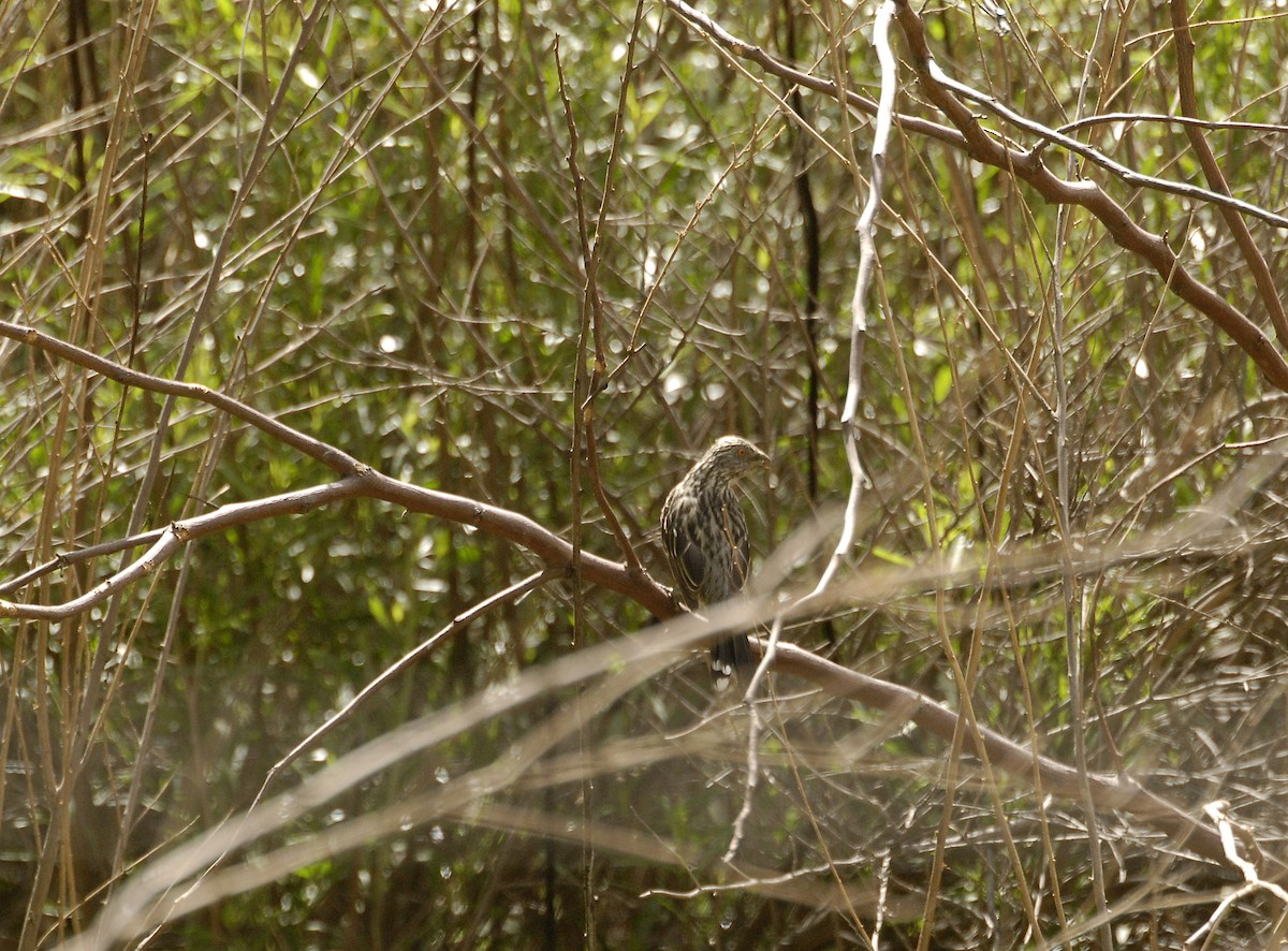 White-tipped Plantcutter - Maxime Zucca