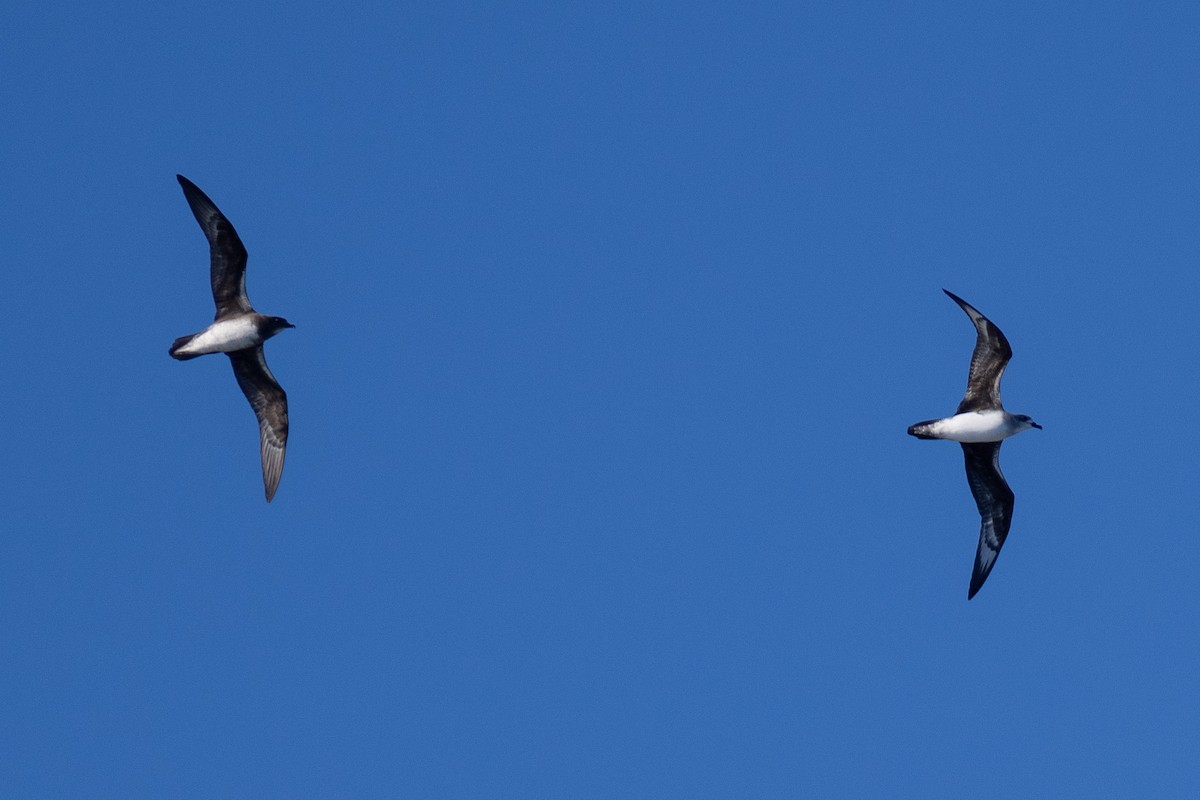 Phoenix Petrel - Sylvain Langlois