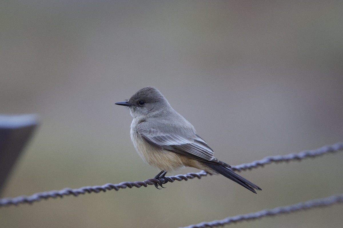 Say's Phoebe - ML612639116