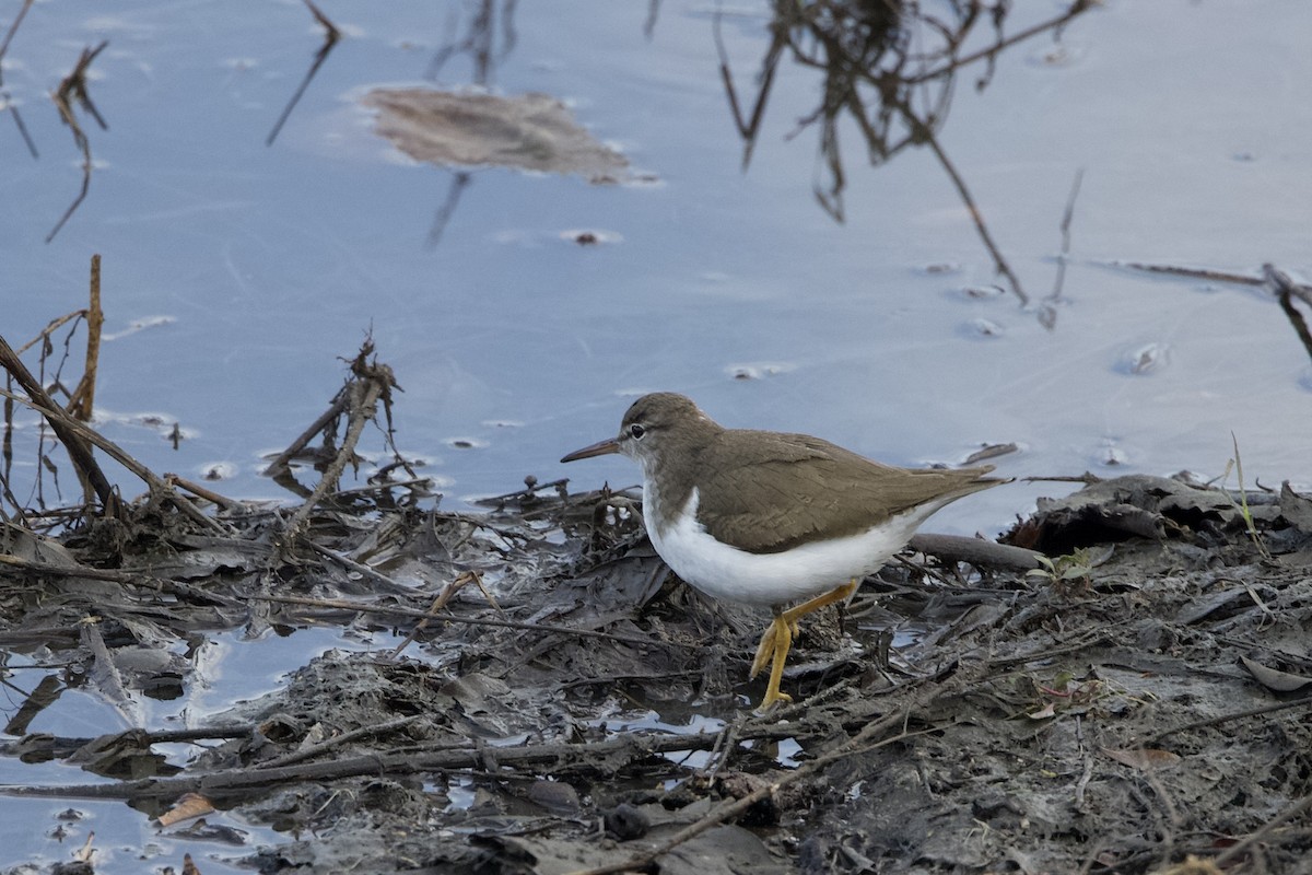 Spotted Sandpiper - ML612639203