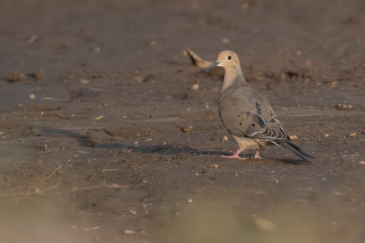 Mourning Dove - Gabriel Cordón