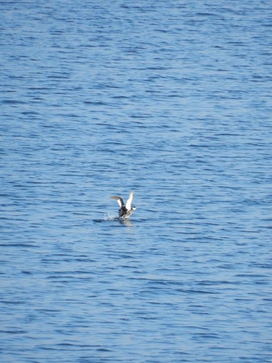 Horned Grebe - Василь Ільчук