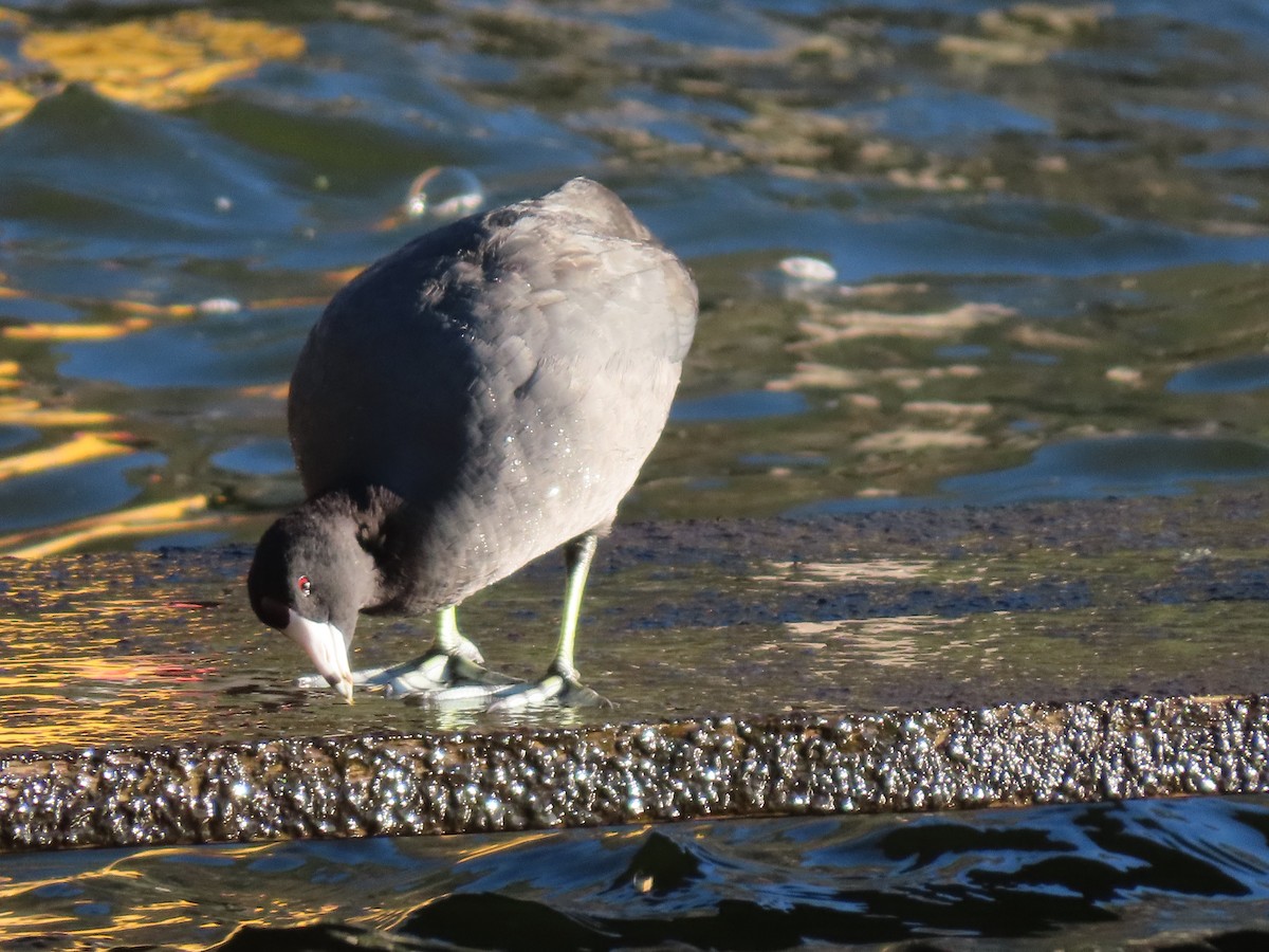 American Coot - ML612639317