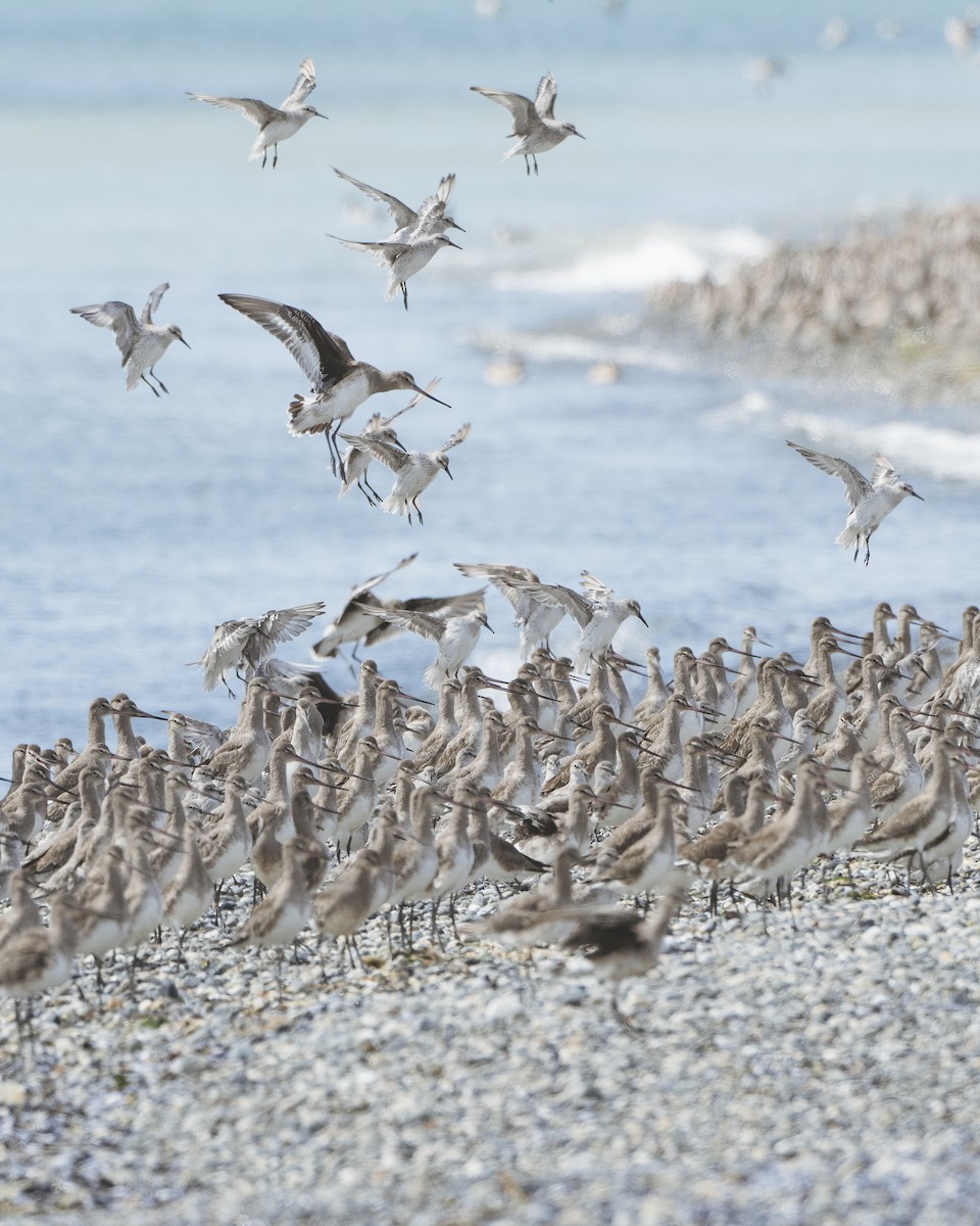 Red Knot - Jorge Vidal Melián